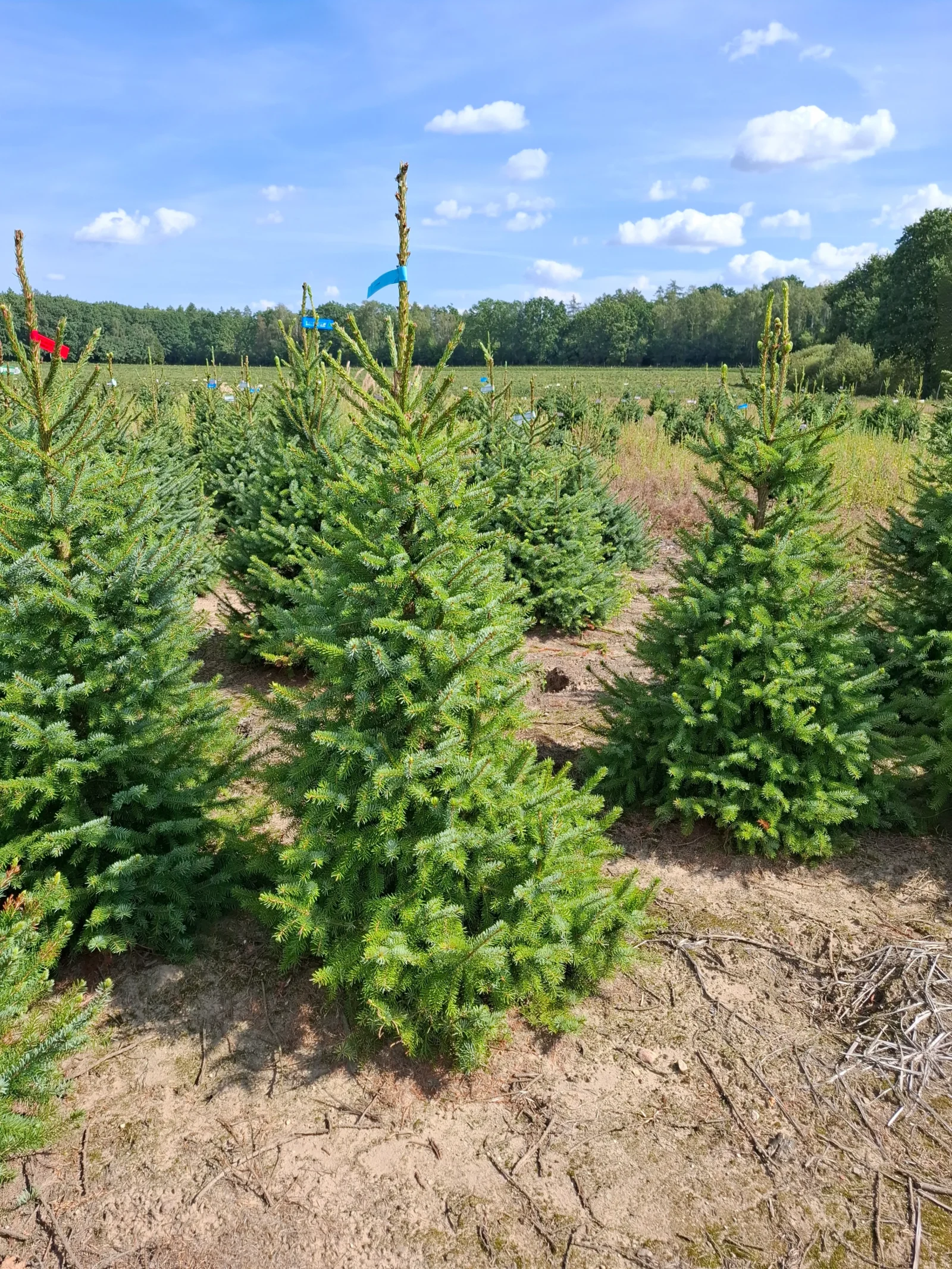 Świerk serbski (picea omorica) obsadzony w donicy