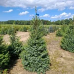 Świerk serbski (picea omorica) obsadzony w donicy