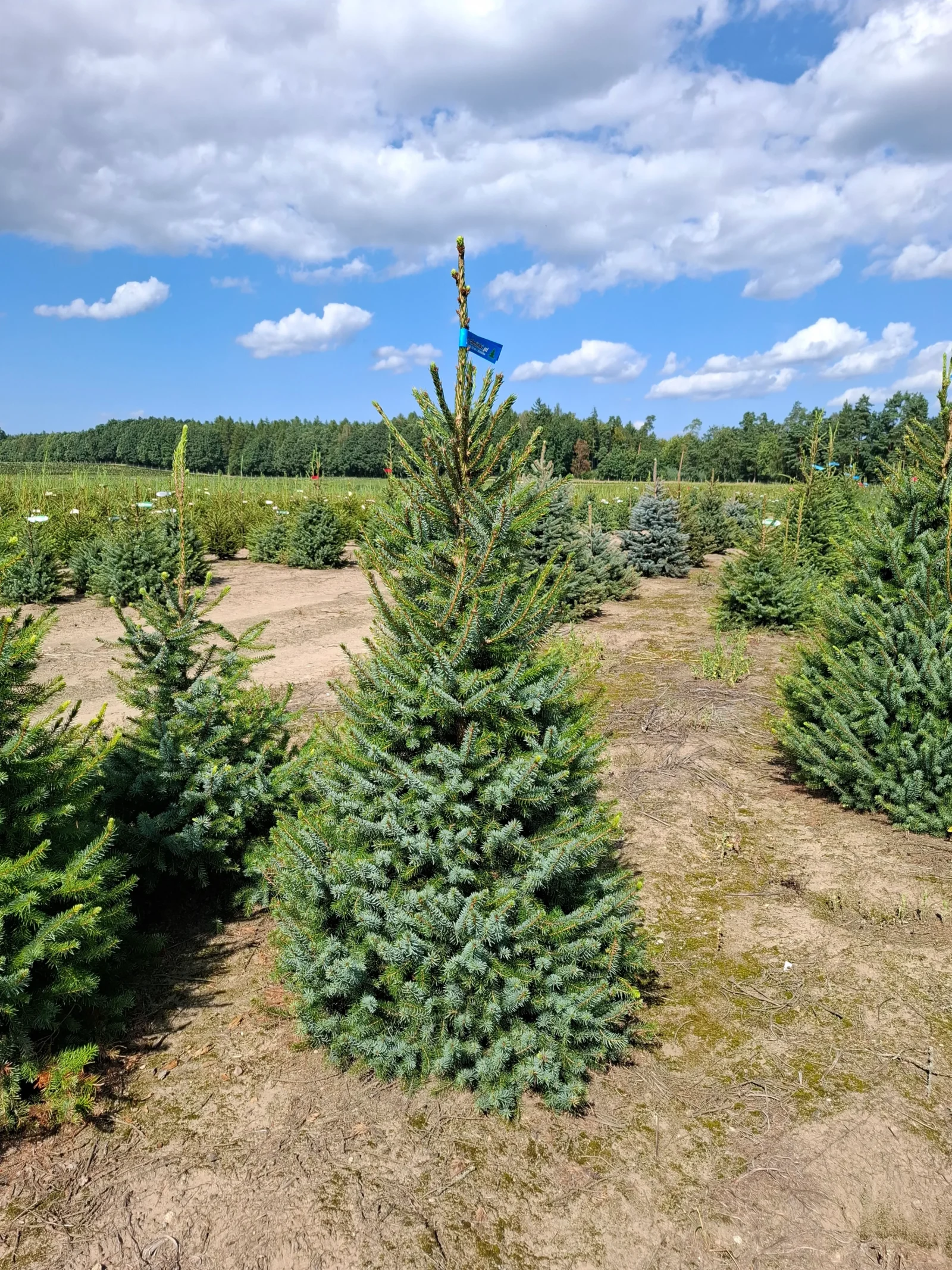 Świerk serbski (picea omorica) obsadzony w donicy
