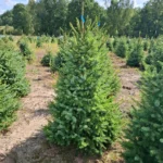 Świerk serbski (picea omorica) obsadzony w donicy