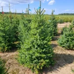 Świerk serbski (picea omorica) obsadzony w donicy