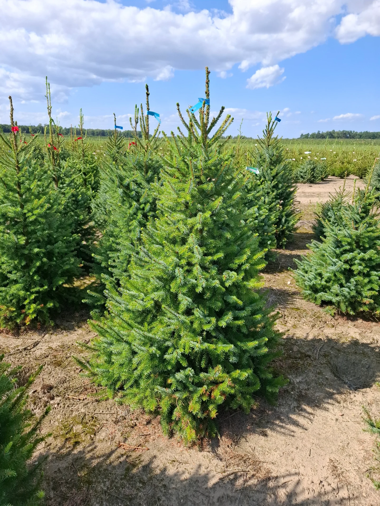 Świerk serbski (picea omorica) obsadzony w donicy