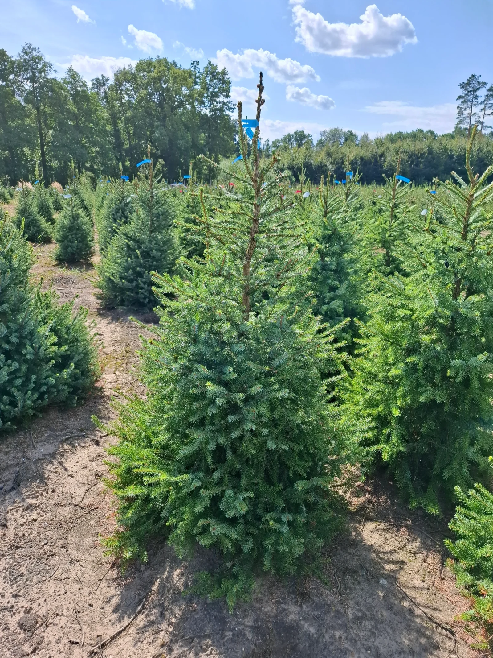 Świerk serbski (picea omorica) obsadzony w donicy