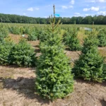 Świerk serbski (picea omorica) obsadzony w donicy