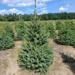 Świerk serbski (picea omorica) obsadzony w donicy