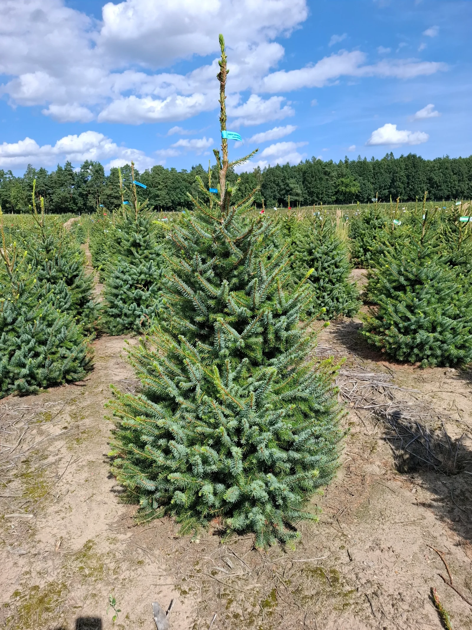 Świerk serbski (picea omorica) obsadzony w donicy