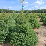 Świerk serbski (picea omorica) obsadzony w donicy