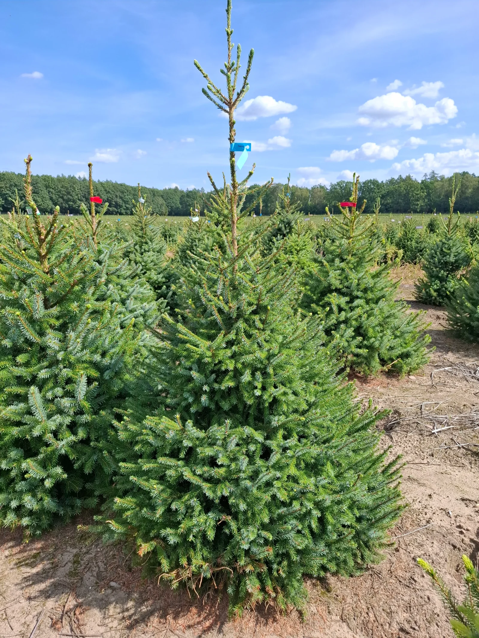 Świerk serbski (picea omorica) obsadzony w donicy