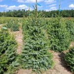 Świerk serbski (picea omorica) obsadzony w donicy