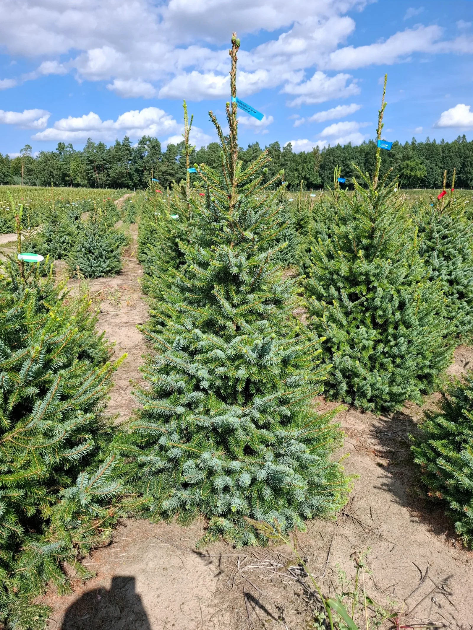 Świerk serbski (picea omorica) obsadzony w donicy