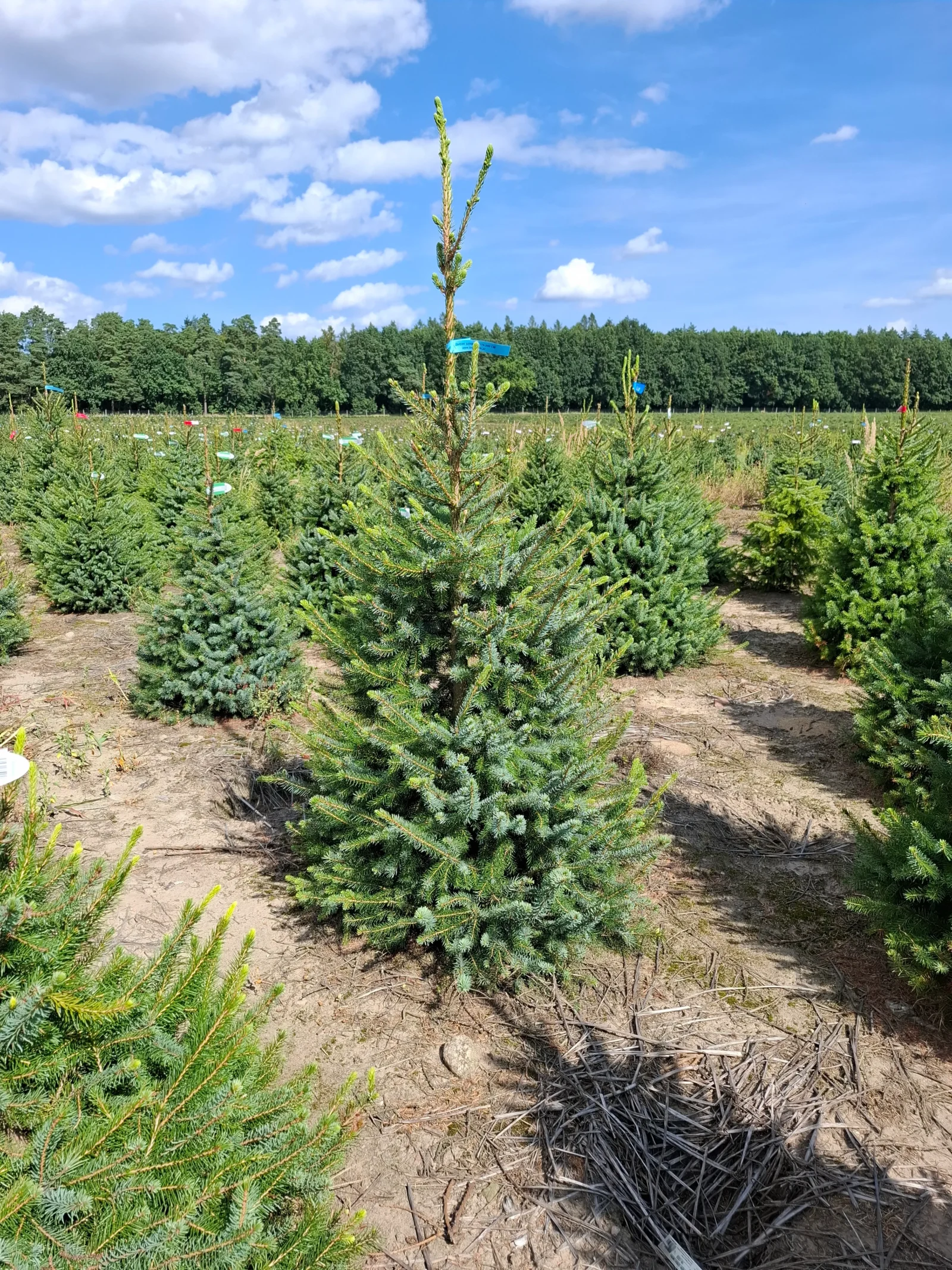 Świerk serbski (picea omorica) obsadzony w donicy