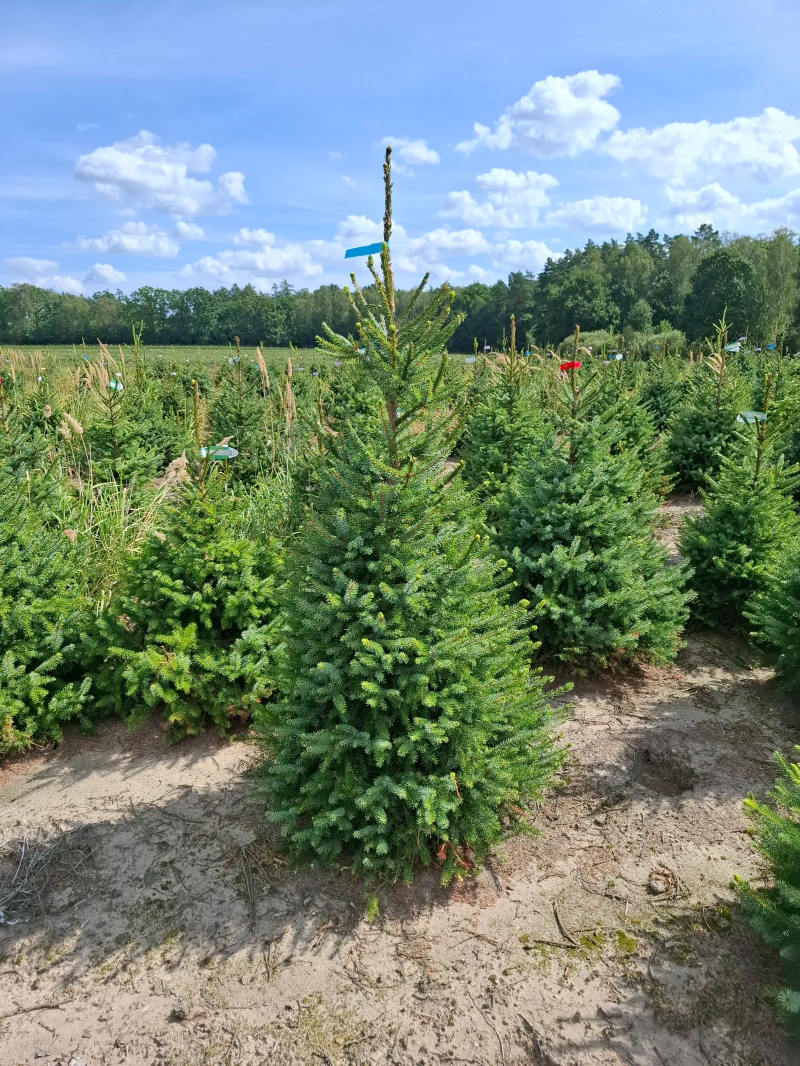 Świerk serbski (picea omorica) obsadzony w donicy