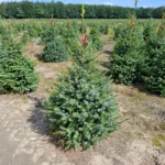 Świerk serbski (picea omorica) obsadzony w donicy