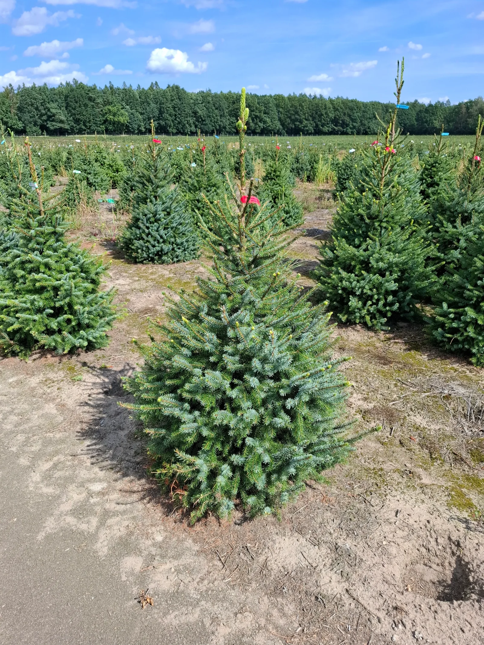Świerk serbski (picea omorica) obsadzony w donicy