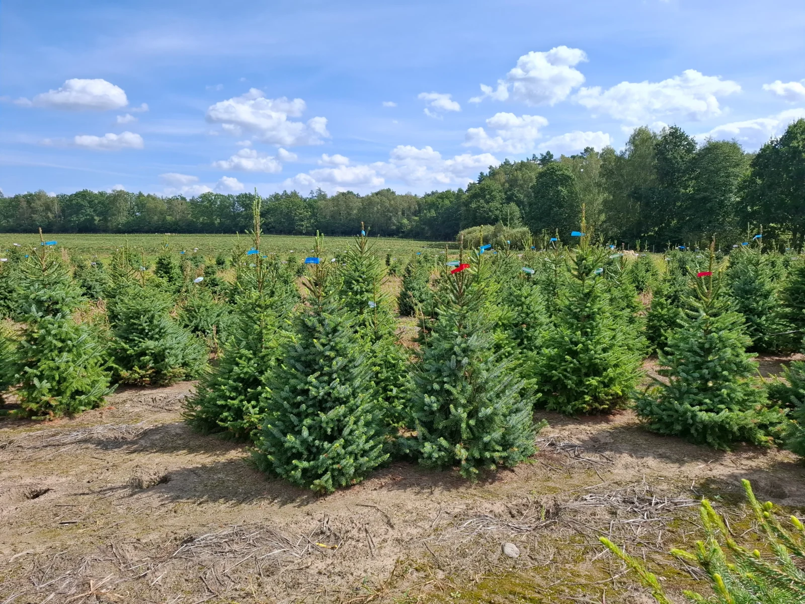 Świerk serbski (picea omorica) obsadzony w donicy