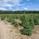 Świerk serbski (picea omorica) obsadzony w donicy