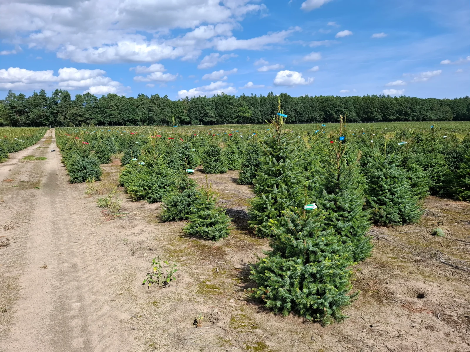 Świerk serbski (picea omorica) obsadzony w donicy