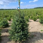 Świerk serbski (picea omorica) obsadzony w donicy
