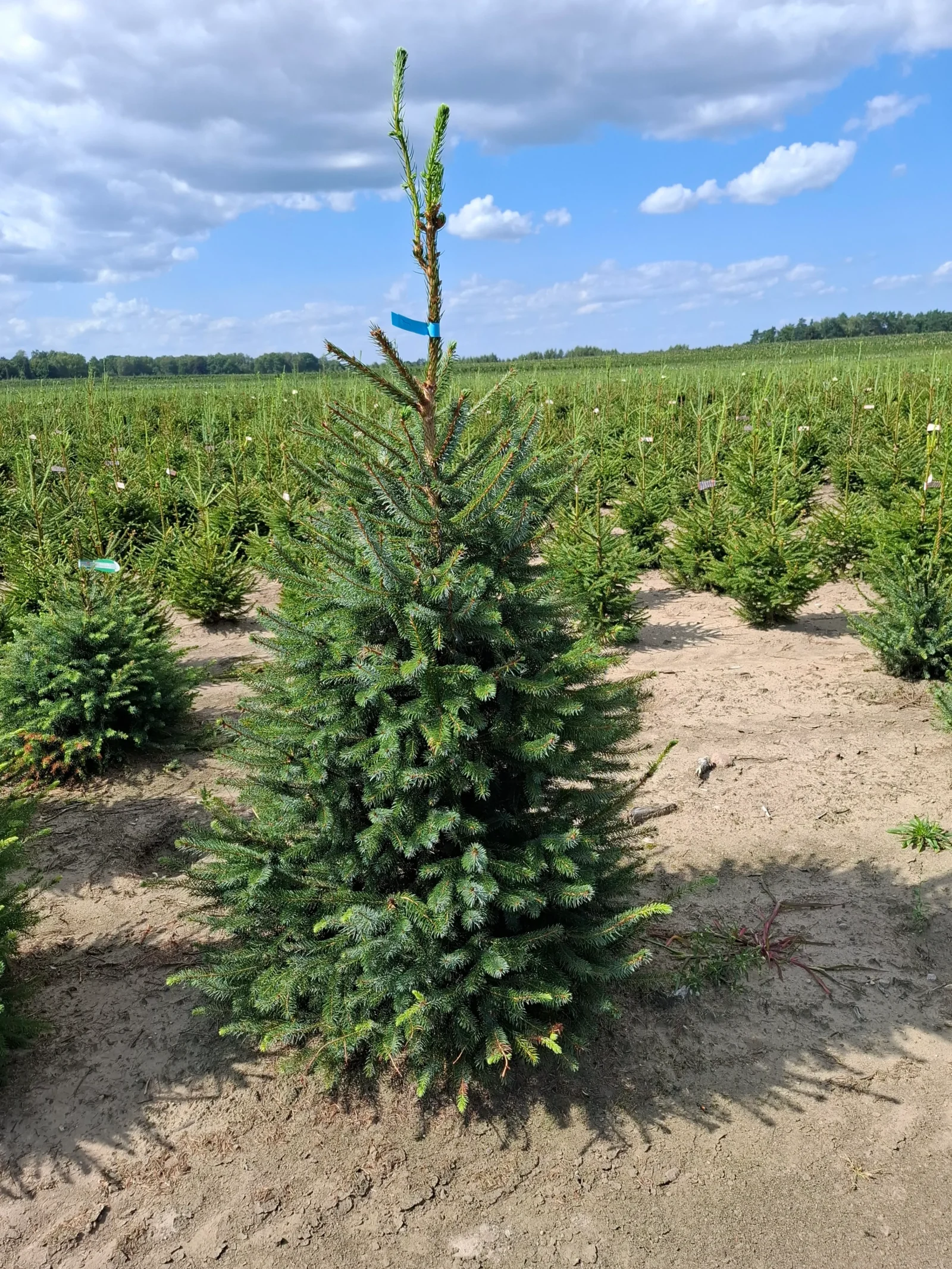 Świerk serbski (picea omorica) obsadzony w donicy