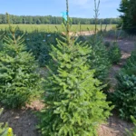 Świerk serbski (picea omorica) obsadzony w donicy