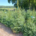 Świerk serbski (picea omorica) obsadzony w donicy