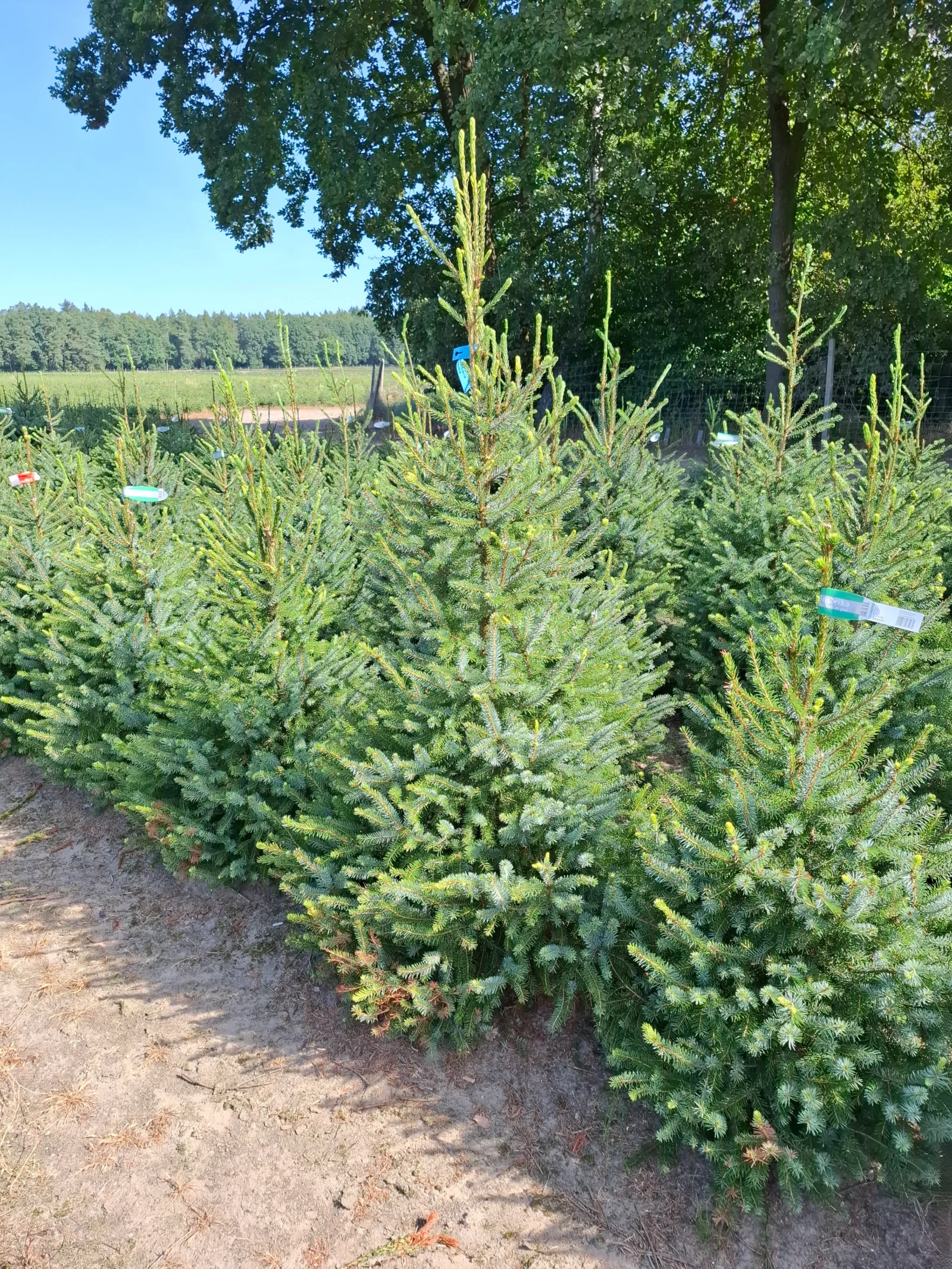 Świerk serbski (picea omorica) obsadzony w donicy