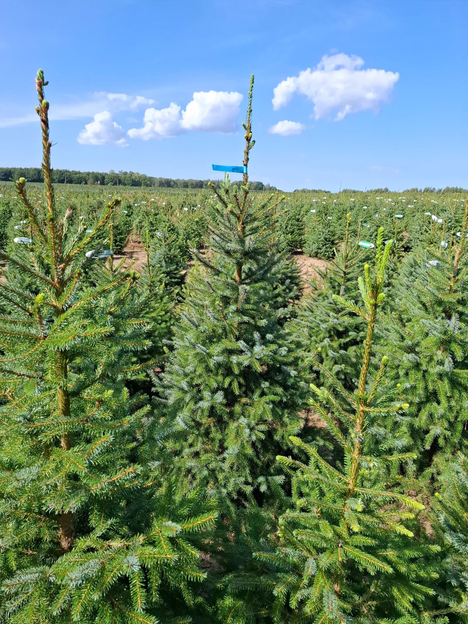 Świerk serbski (picea omorica) obsadzony w donicy