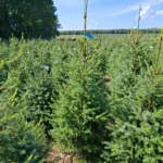 Świerk serbski (picea omorica) obsadzony w donicy