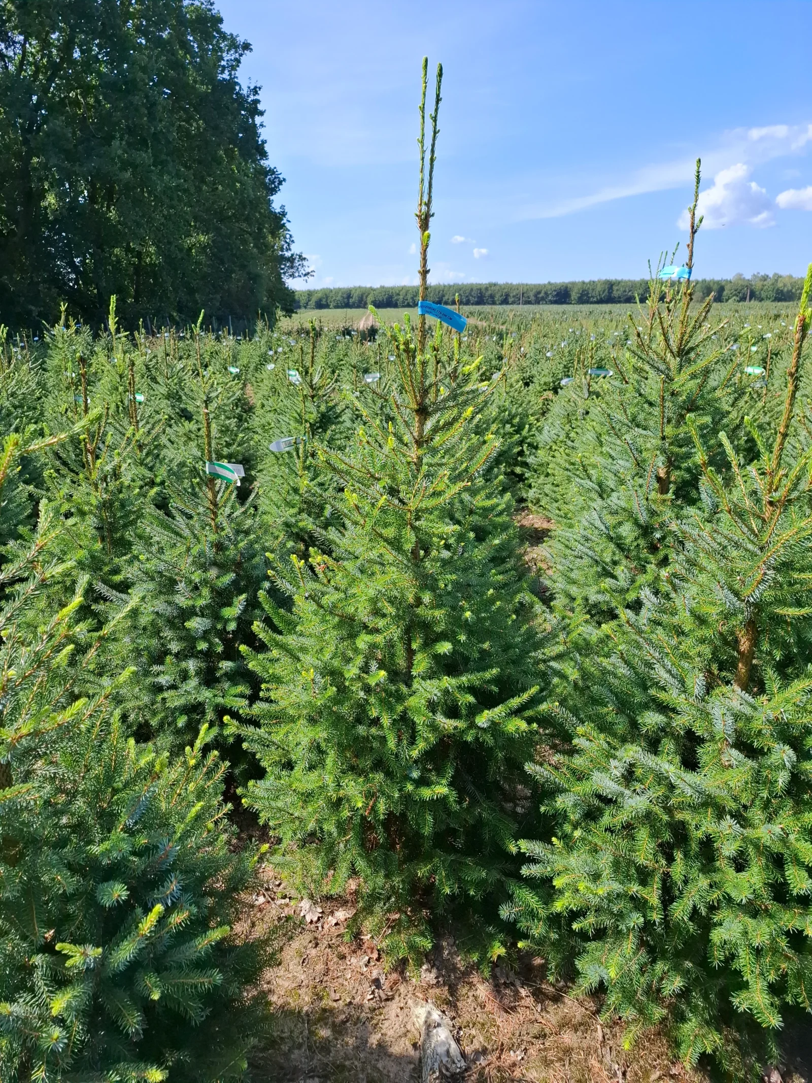Świerk serbski (picea omorica) obsadzony w donicy
