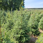 Świerk serbski (picea omorica) obsadzony w donicy