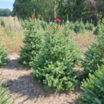 Świerk serbski (picea omorica) obsadzony w donicy
