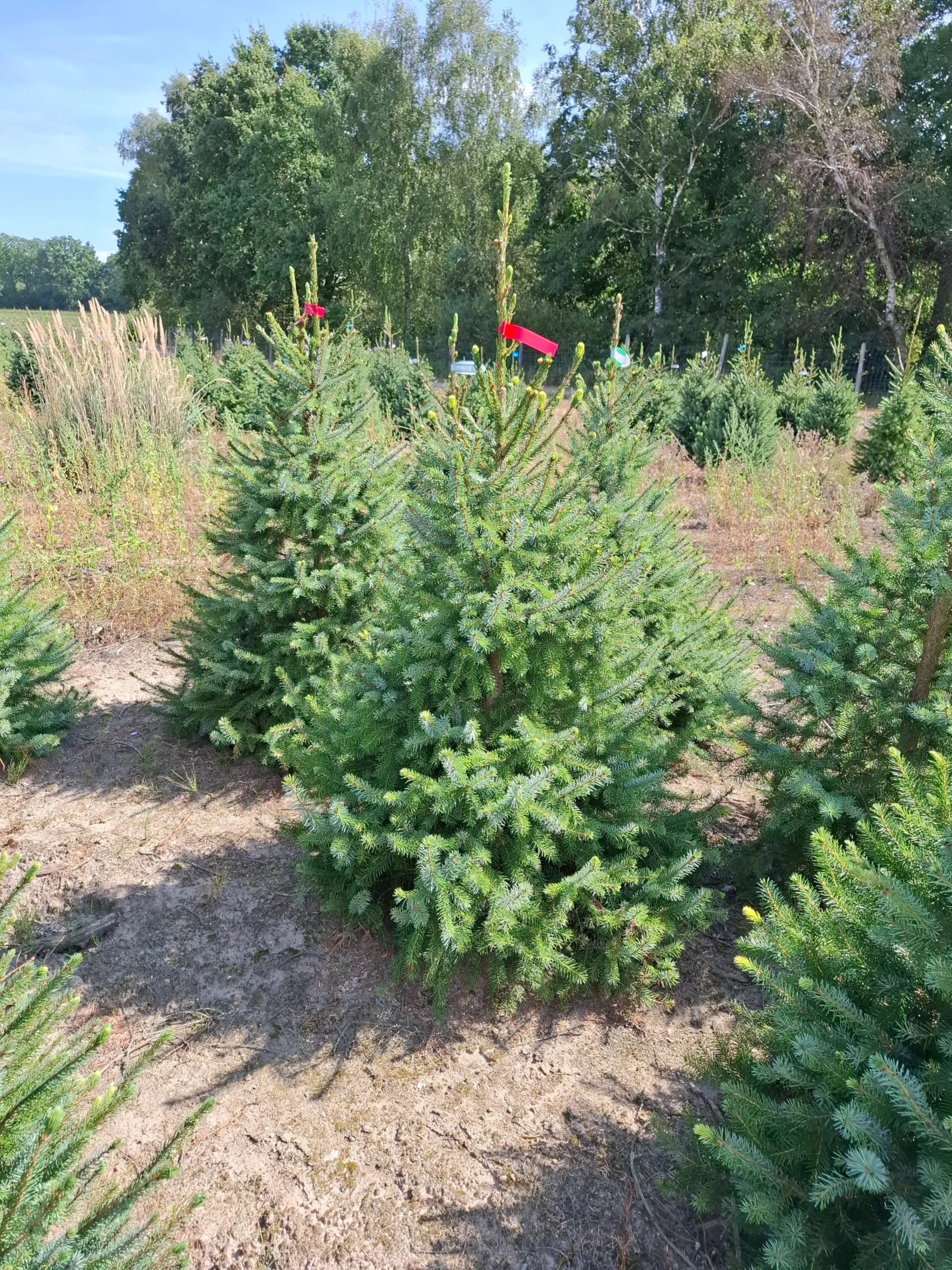 Świerk serbski (picea omorica) obsadzony w donicy