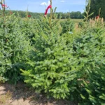 Świerk serbski (picea omorica) obsadzony w donicy