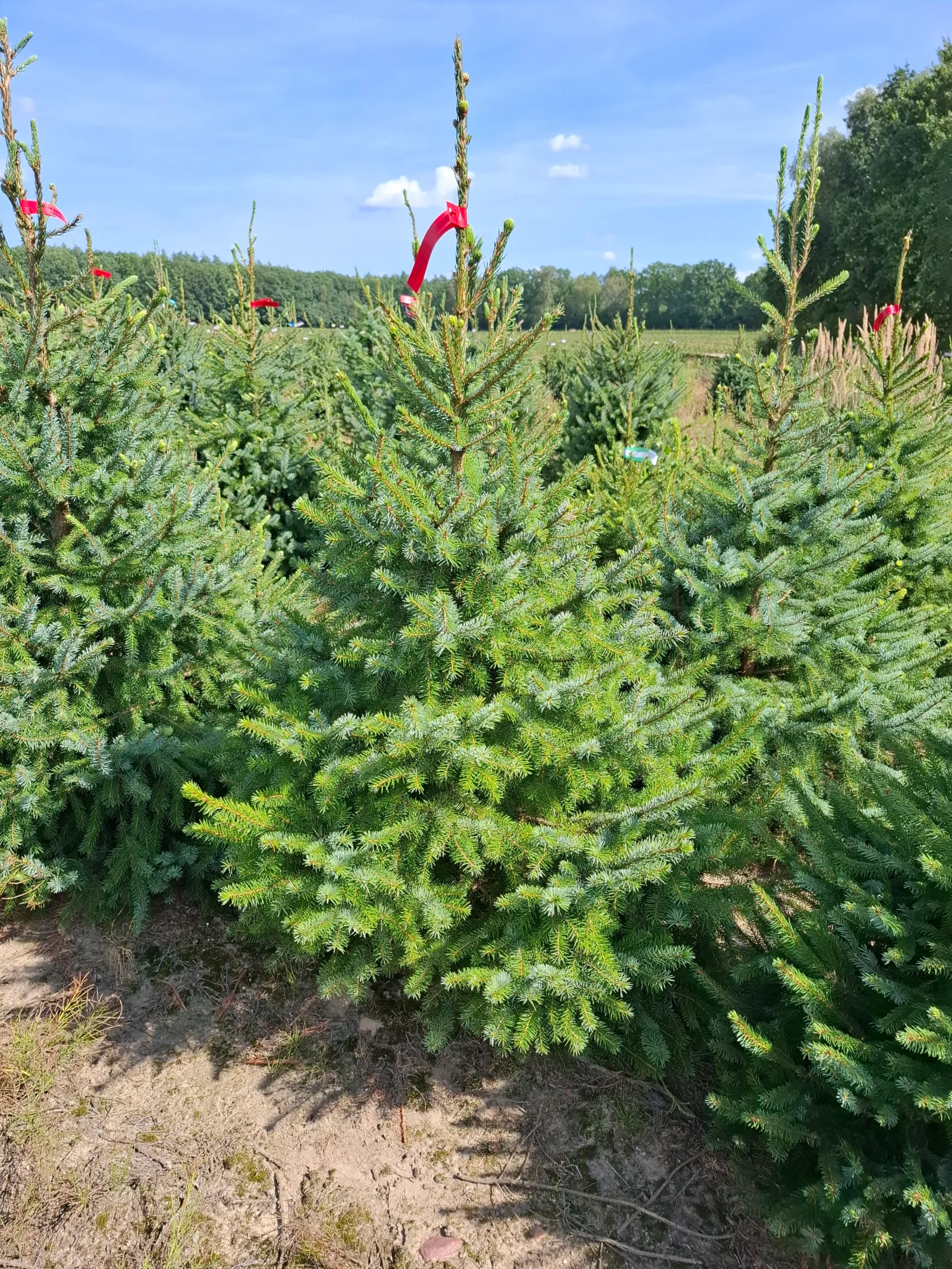 Świerk serbski (picea omorica) obsadzony w donicy