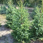 Świerk serbski (picea omorica) obsadzony w donicy