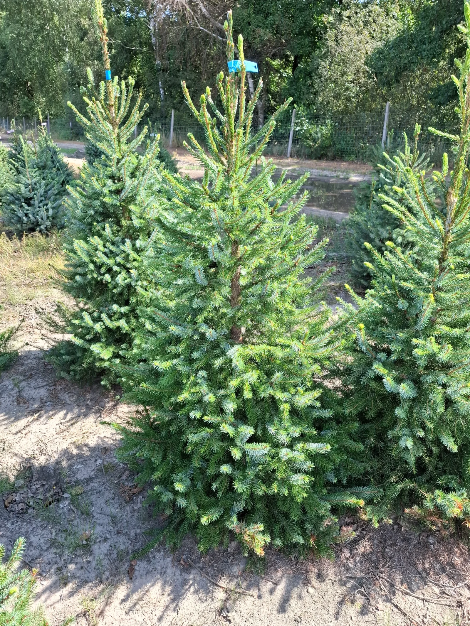 Świerk serbski (picea omorica) obsadzony w donicy