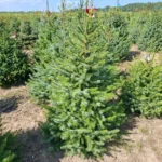 Świerk serbski (picea omorica) obsadzony w donicy