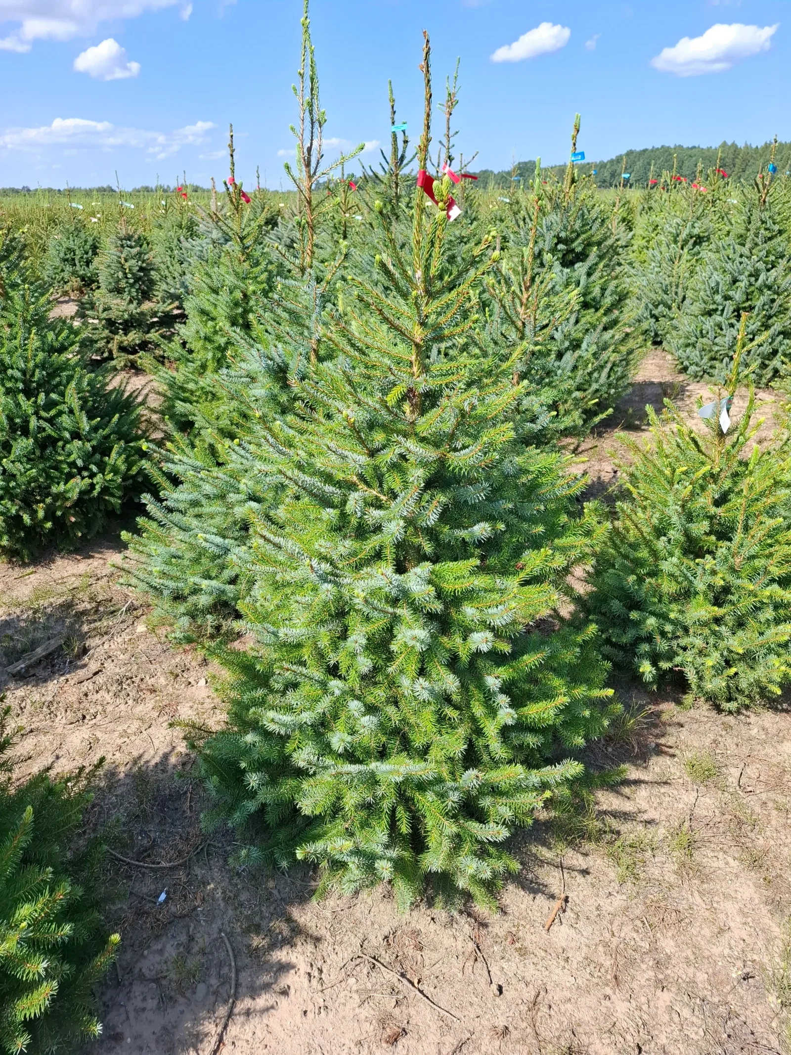 Świerk serbski (picea omorica) obsadzony w donicy