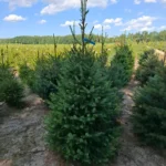 Świerk serbski (picea omorica) obsadzony w donicy