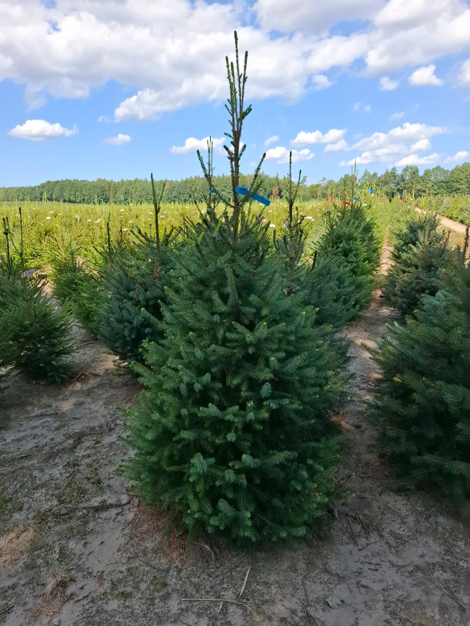 Świerk serbski (picea omorica) obsadzony w donicy
