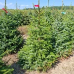 Świerk serbski (picea omorica) obsadzony w donicy