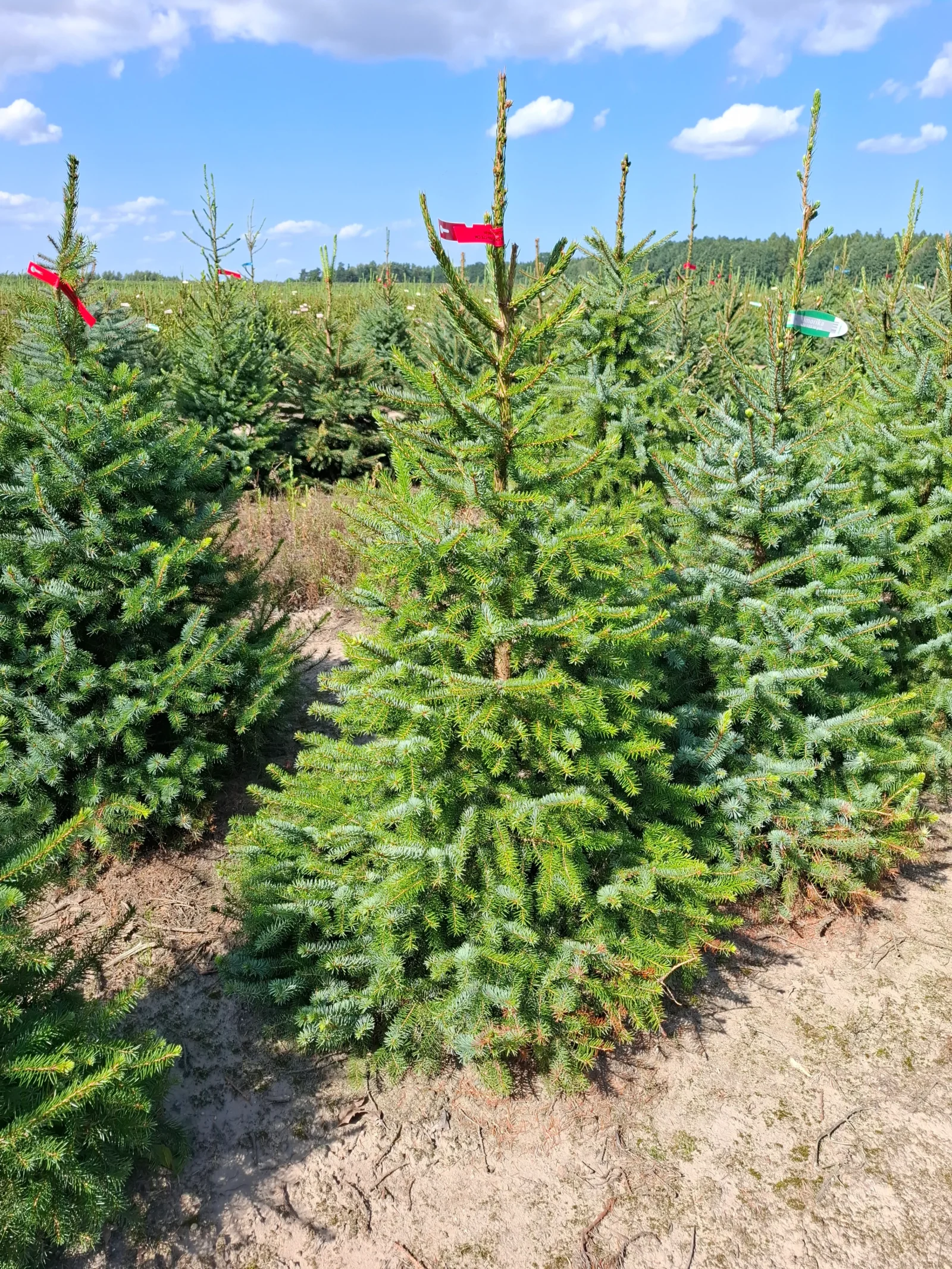 Świerk serbski (picea omorica) obsadzony w donicy