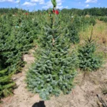 Świerk serbski (picea omorica) obsadzony w donicy