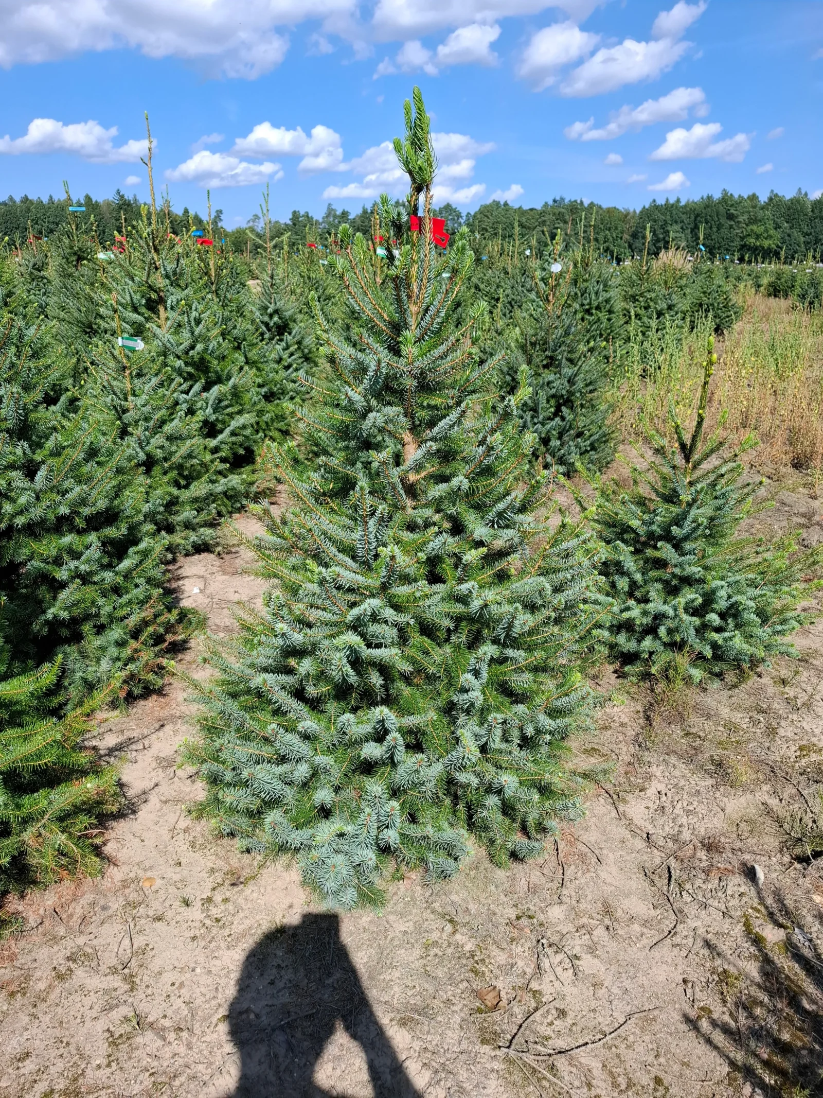 Świerk serbski (picea omorica) obsadzony w donicy