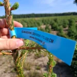 Świerk serbski (picea omorica) obsadzony w donicy