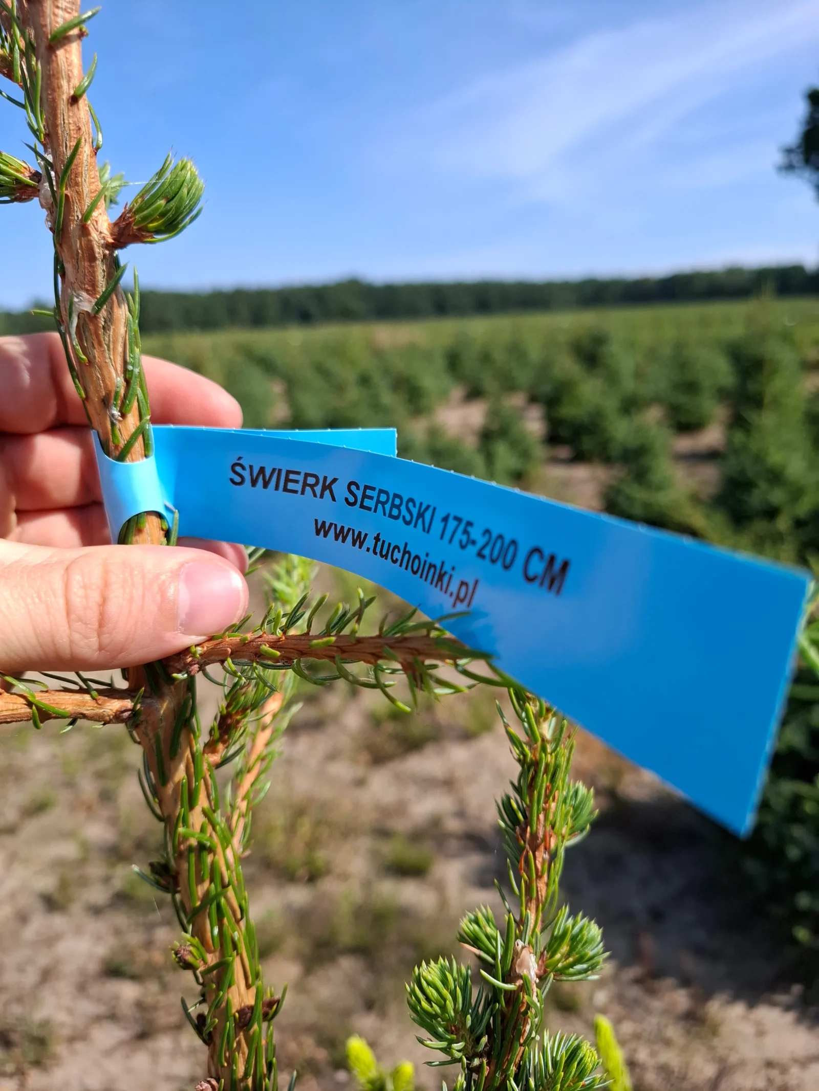 Świerk serbski (picea omorica) obsadzony w donicy