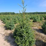 Świerk serbski (picea omorica) obsadzony w donicy