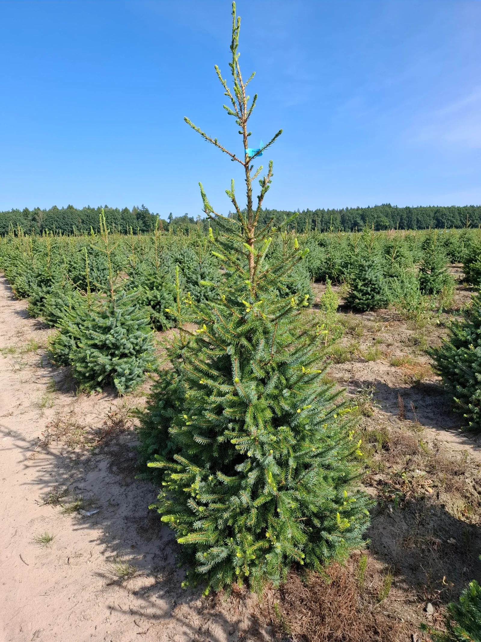 Świerk serbski (picea omorica) obsadzony w donicy