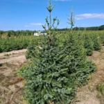 Świerk serbski (picea omorica) obsadzony w donicy