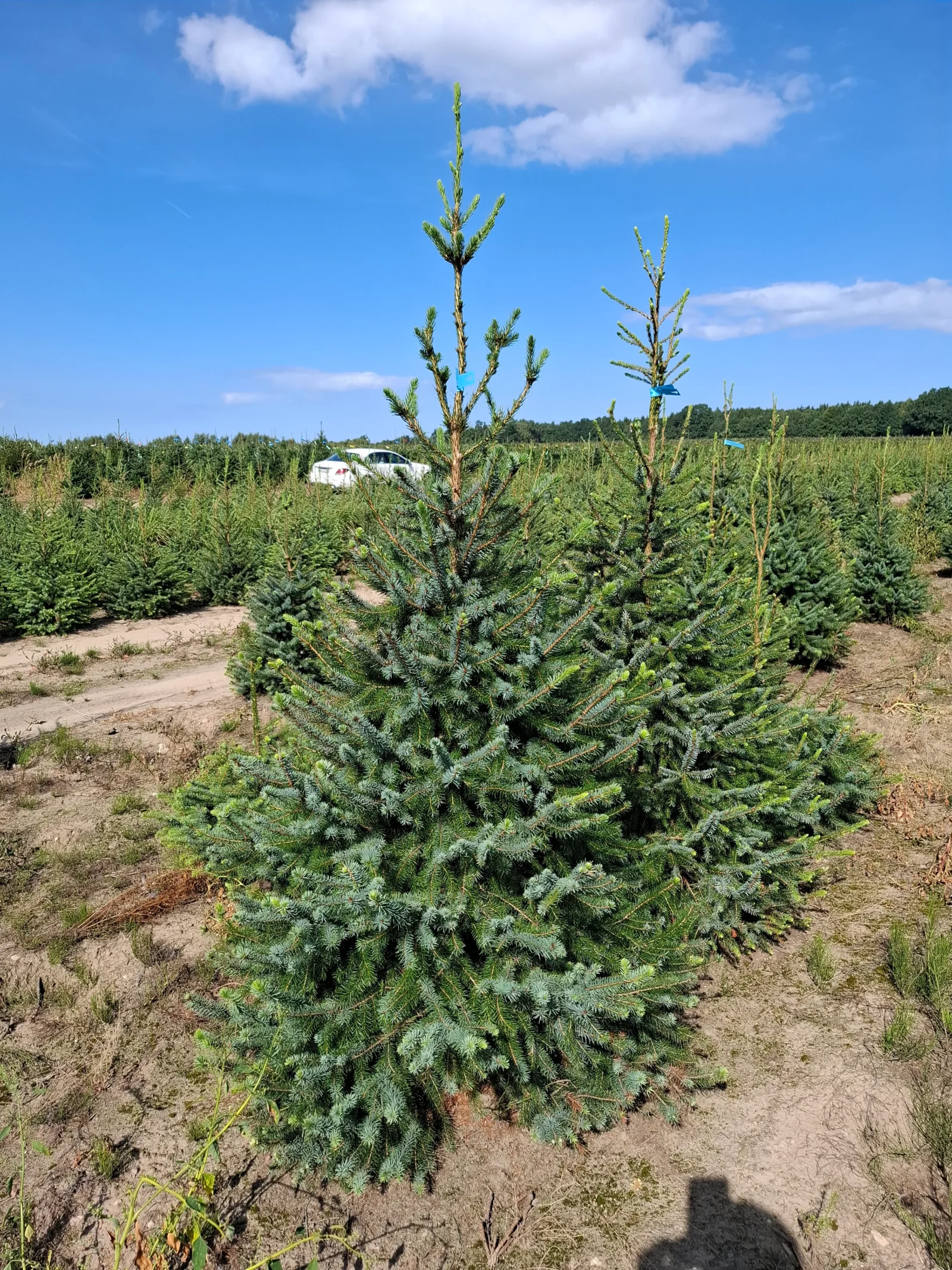 Świerk serbski (picea omorica) obsadzony w donicy